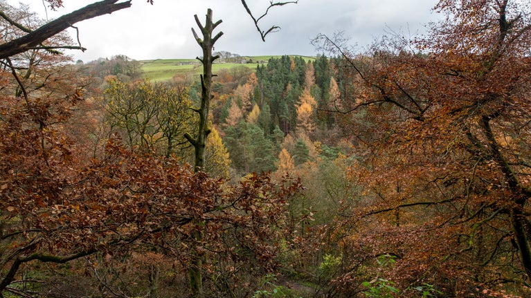 Trees with autumn colour at Hardcastle Crags, West Yorkshire